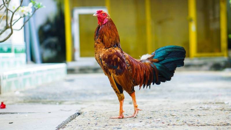 Bài tập luyện chân cho gà đá lực mạnh