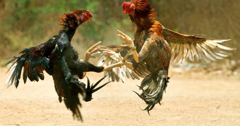 Đá gà cựa sắt là gì?
