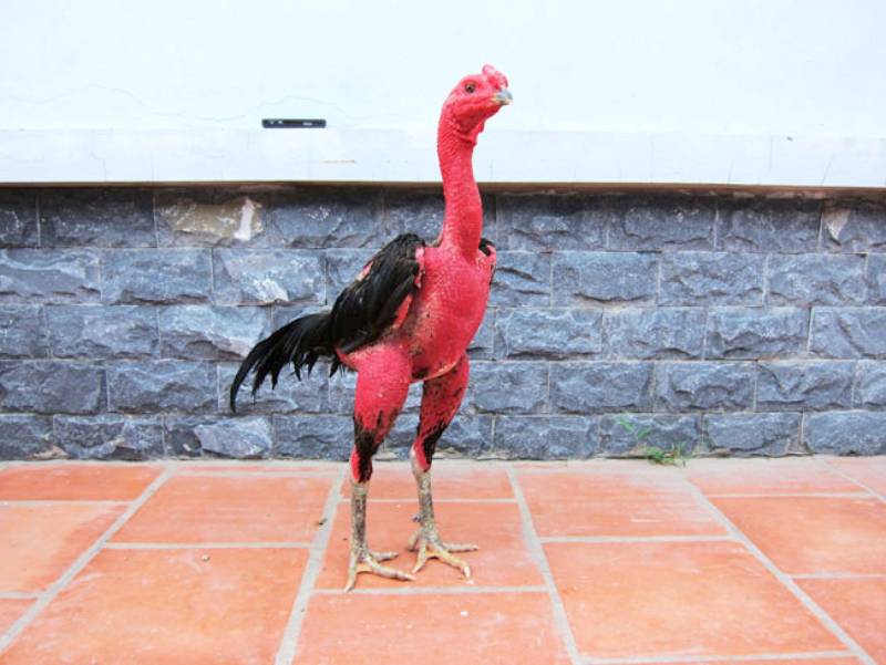 Rèn luyện đòn lối với vần hơi, vần đòn